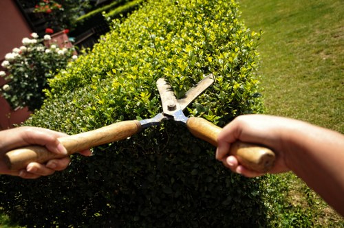 Tree health inspection and deadwood removal in Hampton