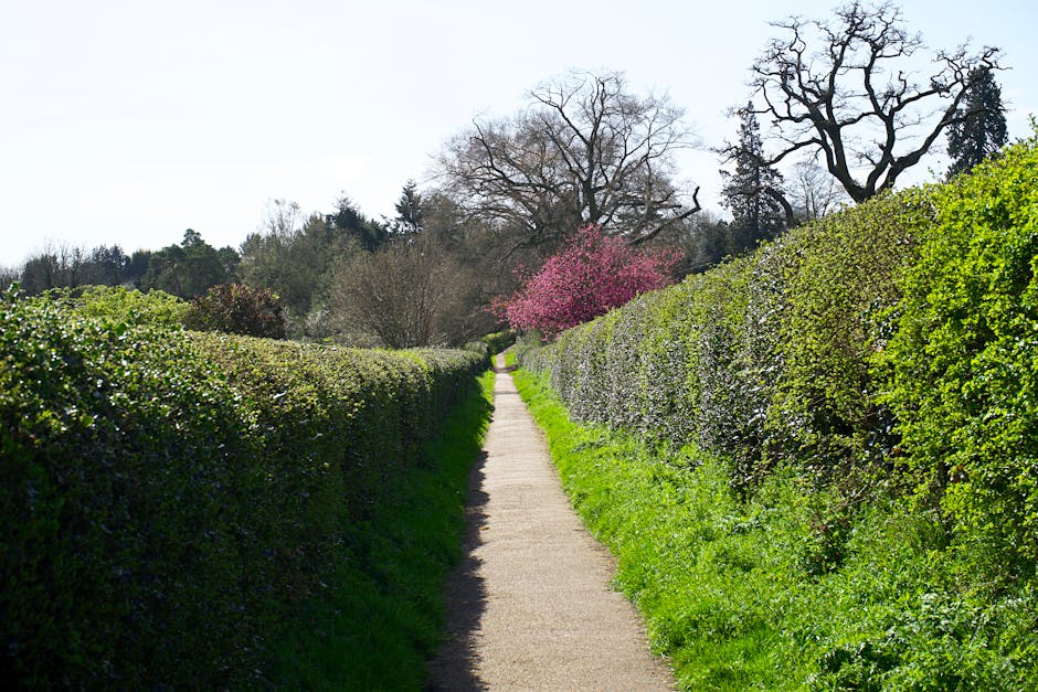 A narrow garden pathway made of compacted gravel or concrete runs straight through a landscaped outdoor area, flanked on both sides by neatly trimmed, lush green hedges. The hedges are dense and unifo